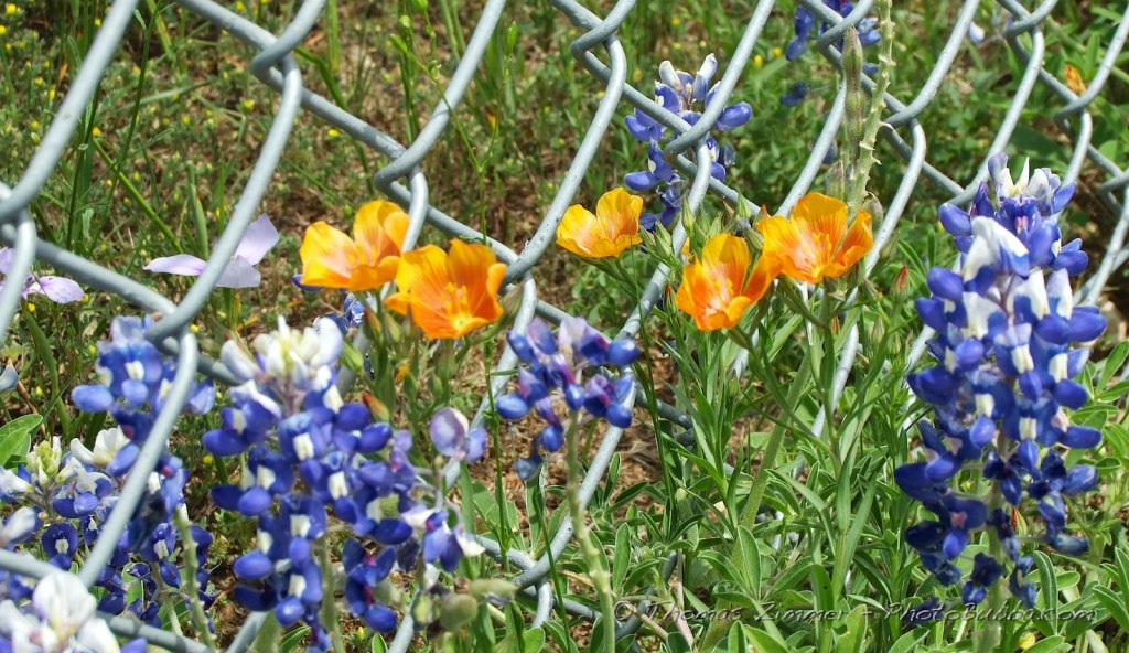 Easter Drive to Church and Blue Bonnets&nbsp;Forever